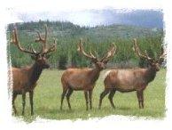 See the animals of Alaska and the Yukon in their natural habitat.